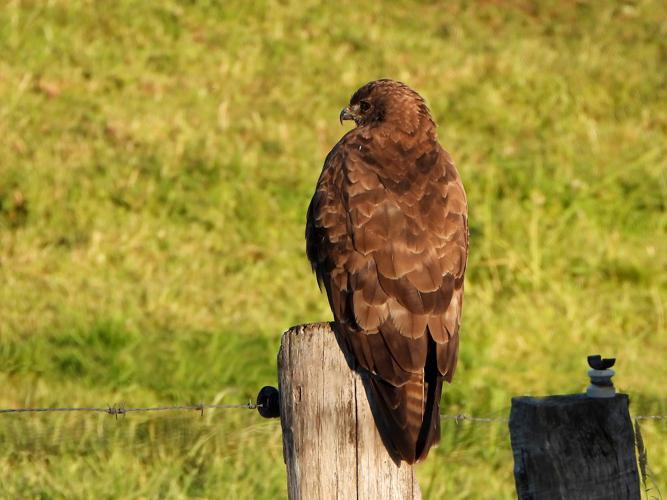 Buse variable (Buteo buteo) © Jean-Michel Lebeau