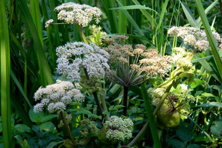 Angélique sauvage (Angelica sylvestris) © Morvan Debroize