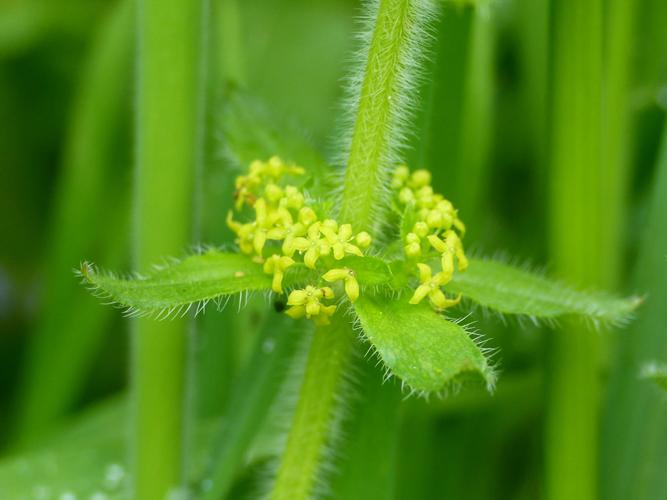 Gaillet croisette (Cruciata laevipes) © Morvan Debroize