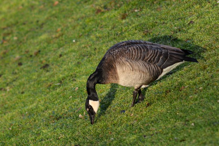 Bernache du Canada (Branta canadensis) © Morvan Debroize