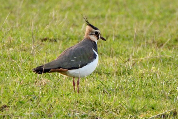 Vanneaux huppés (Vanellus vanellus) © Jean-Michel Lebeau