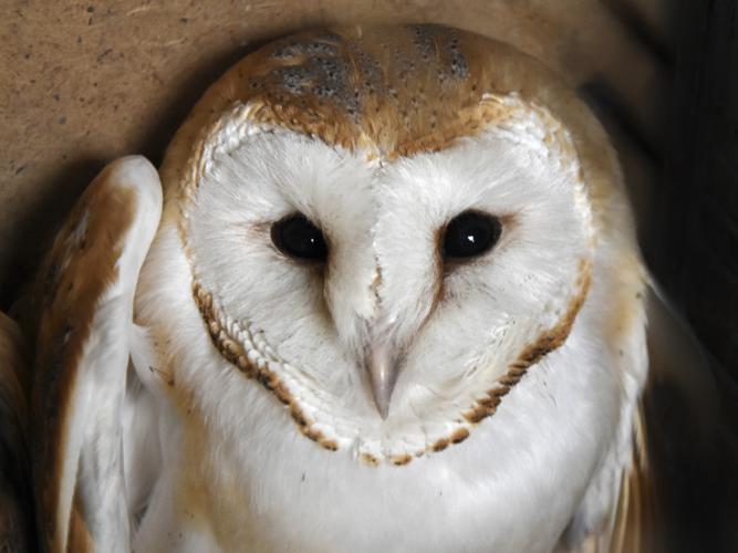 Chouette effraie (Tyto alba) © Marie-Ange Piet