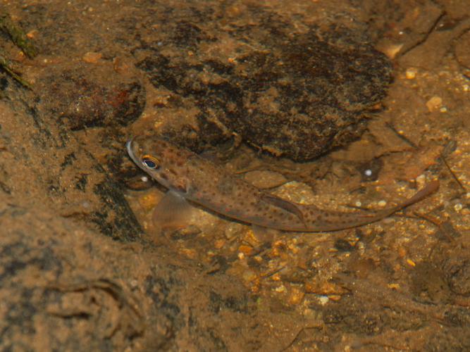 Truite de rivière (Salmo trutta fario) © Benjamin Beaufils