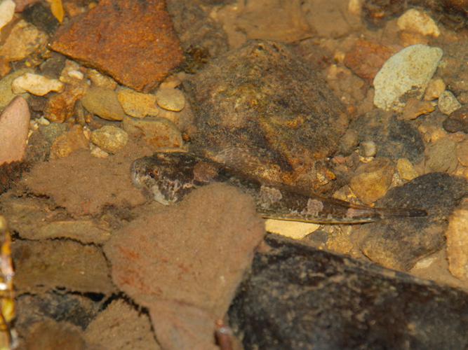 Chabot commun (Cottus gobio) © Benjamin Beaufils