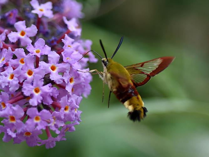 Sphinx gazé (Hemaris fuciformis) © Sylvain Paillard