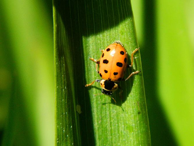 Coccinelle à 13 points (Hippodamia tredecimpunctata) © Morvan Debroize