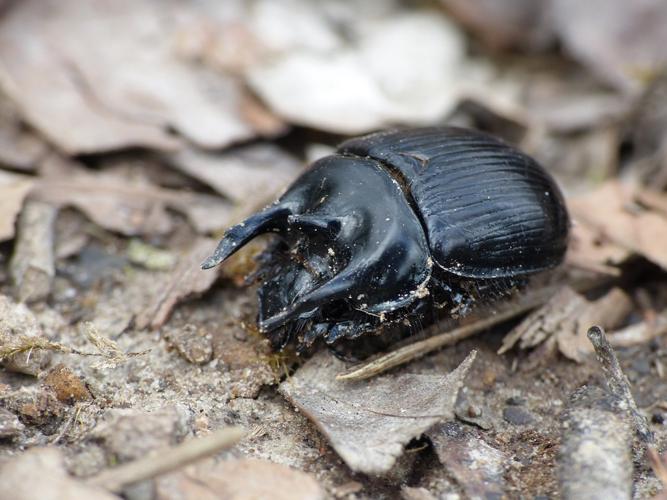 Minotaure (Typhaeus Typhoeus), mâle © Morvan Debroize