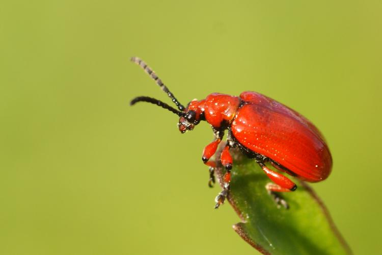 Lilioceris merdigera © Sylvain Montagner