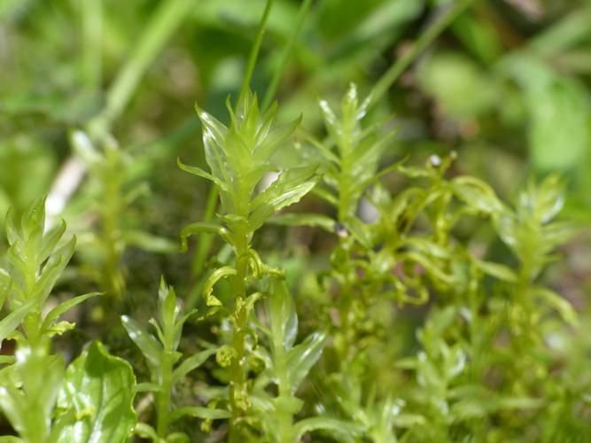 Atrichum undulatum © Morvan Debroize