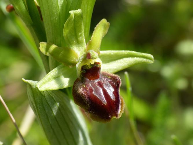 Ophrys araignée (Ophrys aranifera) © Morvan Debroize