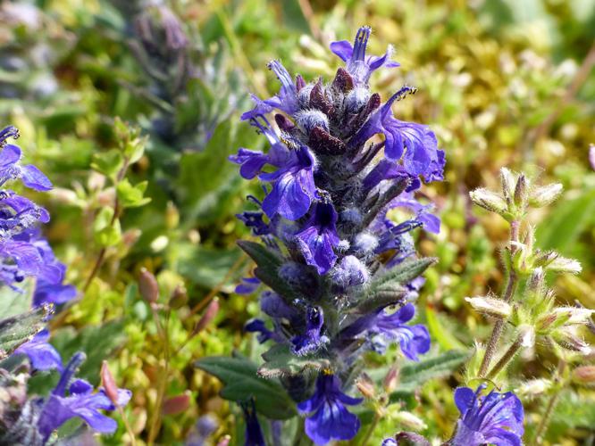 Bugle de Genève (Ajuga genevensis) © Morvan Debroize