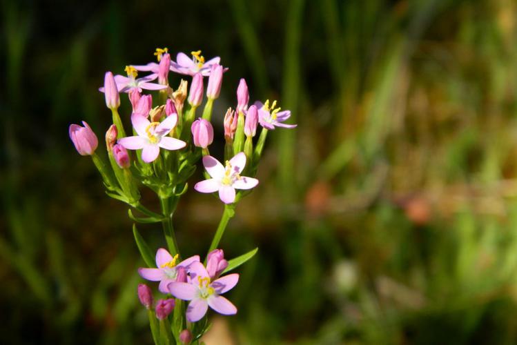 Petite-centaurée commune (Centaurium erythraea) © Morvan Debroize