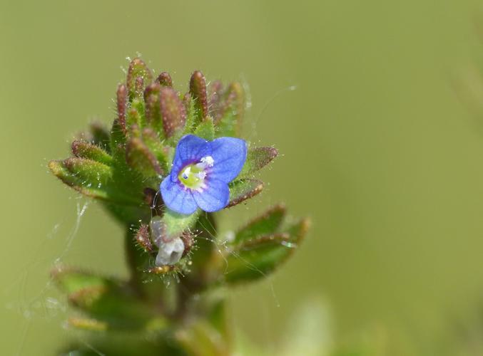 Véronique des champs (Veronica arvensis), fleur © Morvan Debroize