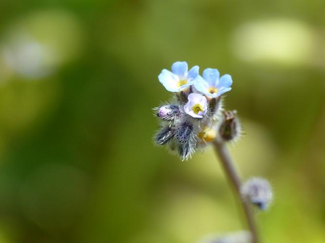 Myosotis rameux (Myosotis ramosissima) © Morvan Debroize