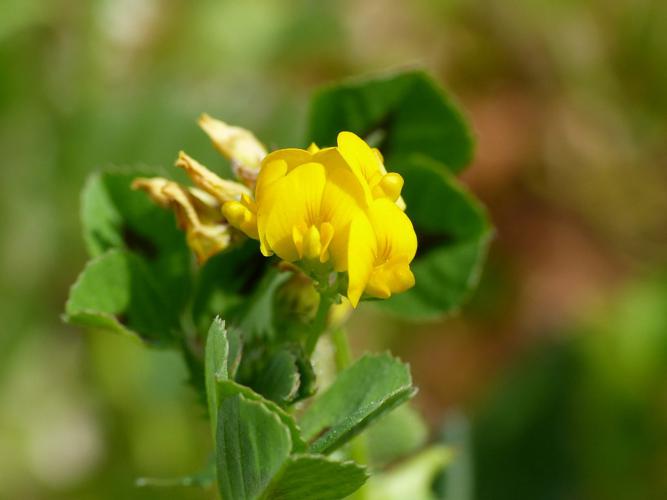 Luzerne tachetée (Medicago arabica), fleurs © Morvan Debroize