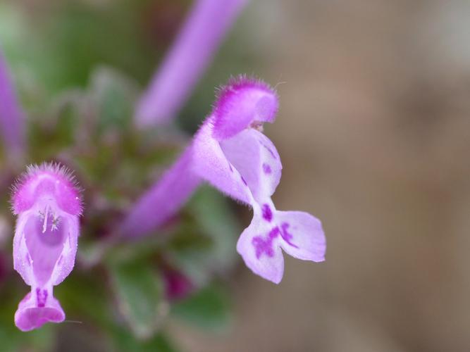 Lamier embrassant (Lamium amplexicaule) © Morvan Debroize