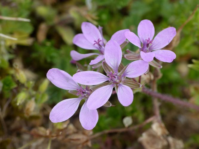 Érodium à feuilles de cigue (Erodium cicutarium), fleurs © Morvan Debroize