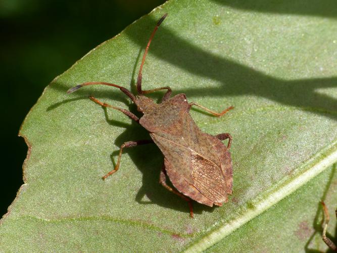 Corée marginée (Coreus marginatus) © Morvan Debroize