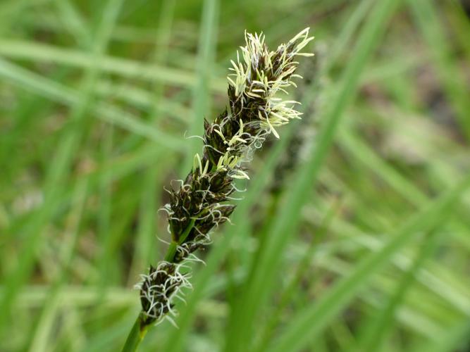 Laîche cuivrée (Carex cuprina) © Morvan Debroize