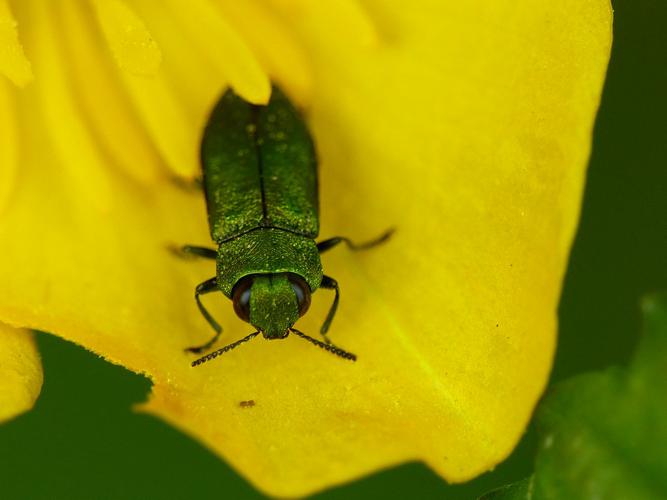 Anthaxie verte (Anthaxia nitidula) © Morvan Debroize