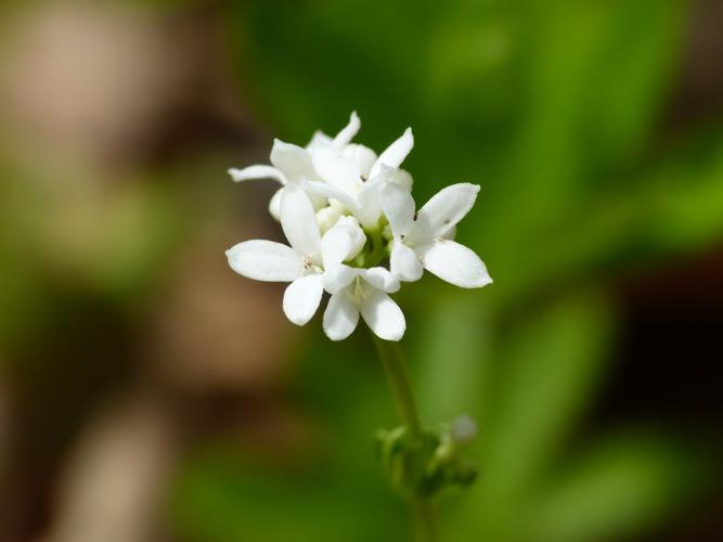 Aspérule odorante (Galium odoratum), fleurs © Morvan Debroize