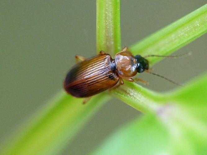 Stenolophus skrimshiranus © Morvan Debroize