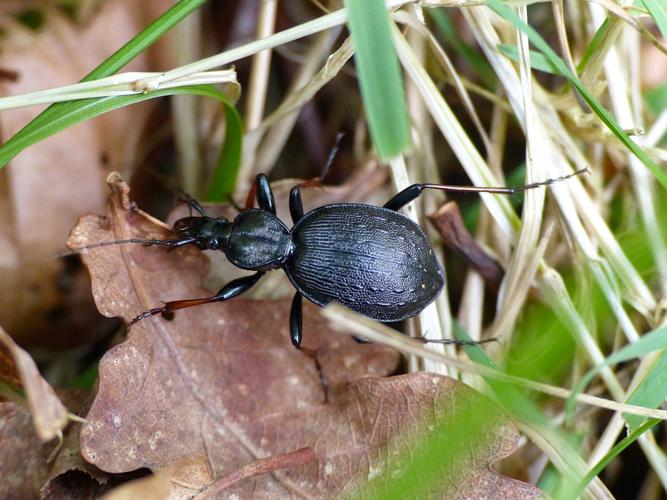 Cychre élancé (Cychrus attenuatus) © Morvan Debroize