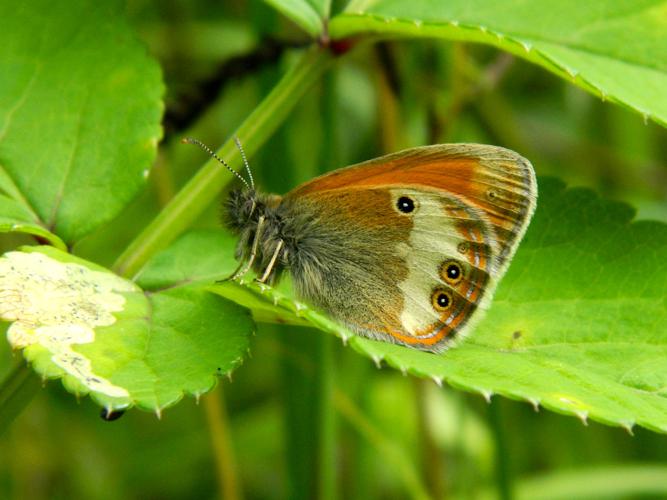 Céphale (Coenonympha arcania) © Morvan Debroize