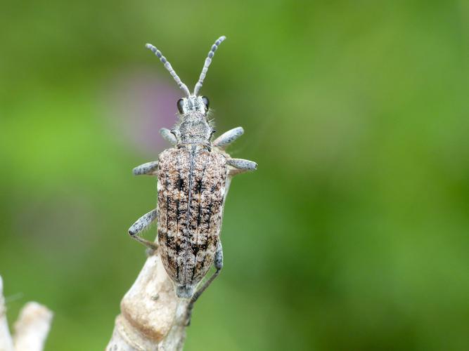 Rhagie inquisitrice (Rhagium inquisitor) © Morvan Debroize