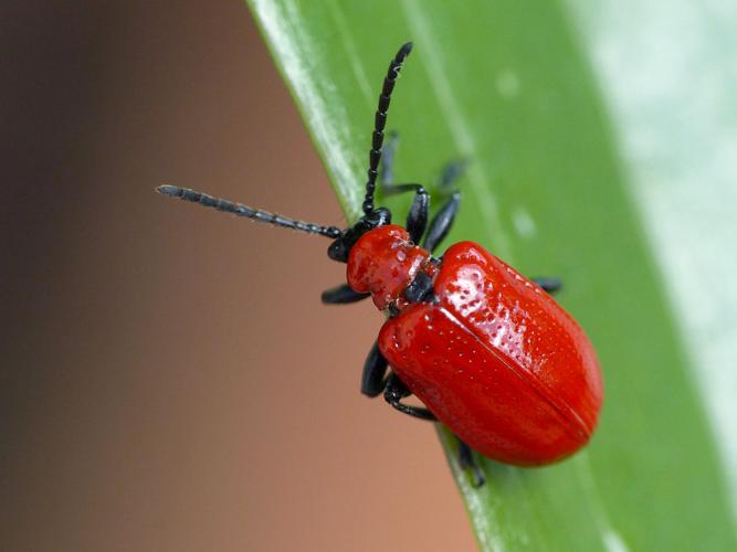 Criocère du lis (Lilioceris lilii) © Morvan Debroize