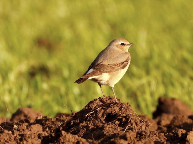 Traquet motteux (Oenanthe oenanthe) © Jean-Michel Lebeau