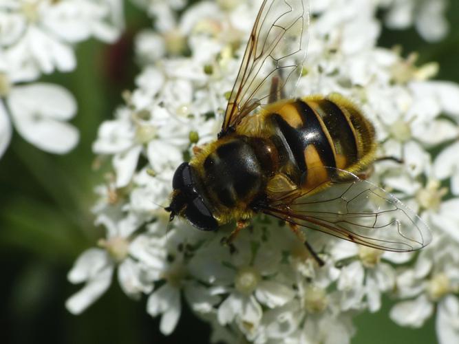 Eristale des fleurs (Myathropa florea) © Morvan Debroize