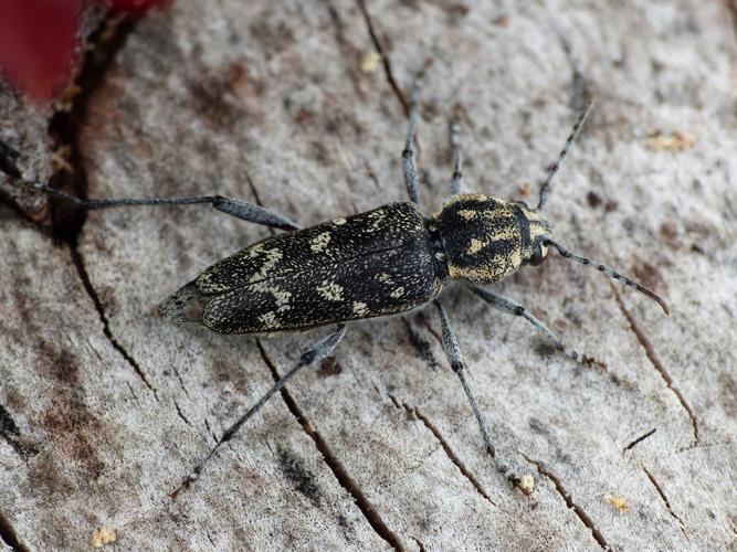 Clyte rustique (Rusticoclytus rusticus) © Morvan Debroize