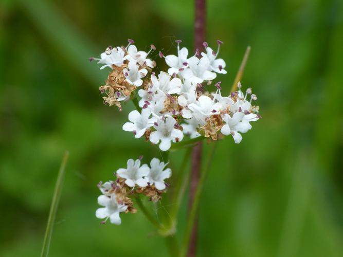 Valériane dioïque (Valeriana dioica) © Morvan Debroize