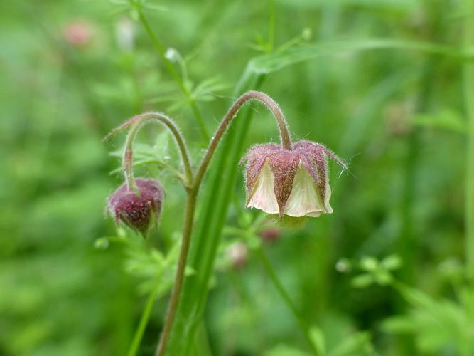 Benoîte des ruisseaux (Geum rivale) © Morvan Debroize