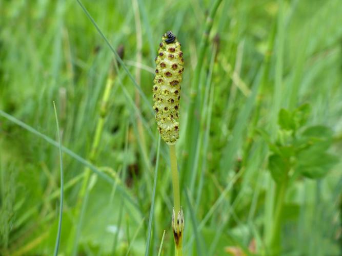 Prêle des marais (Equisetum palustre) © Morvan Debroize