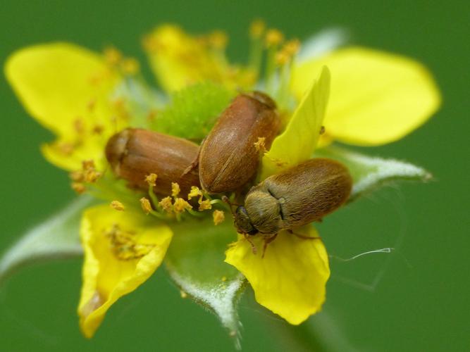 Byturus ochraceus © Morvan Debroize