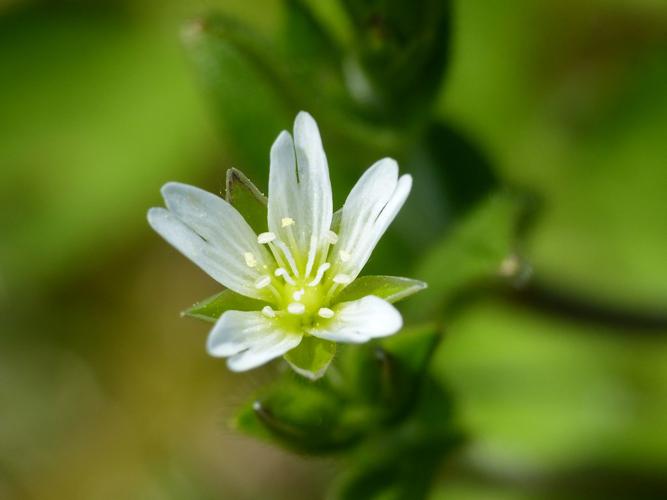 Céraiste des sources (Cerastium fontanum) © Morvan Debroize