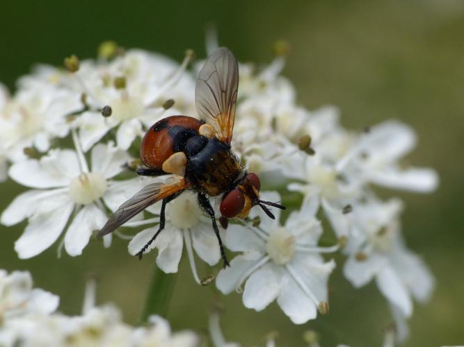 Gymnosome arrondi (Gymnosoma rotundatum) © Morvan Debroize