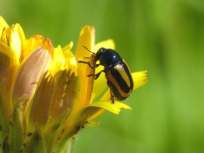 Cryptocéphale rayé (Cryptocephalus vittatus) © Morvan Debroize