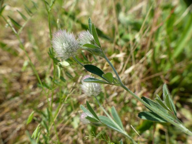 Trèfle Pied-de-lièvre (Trifolium arvense) © Morvan Debroize