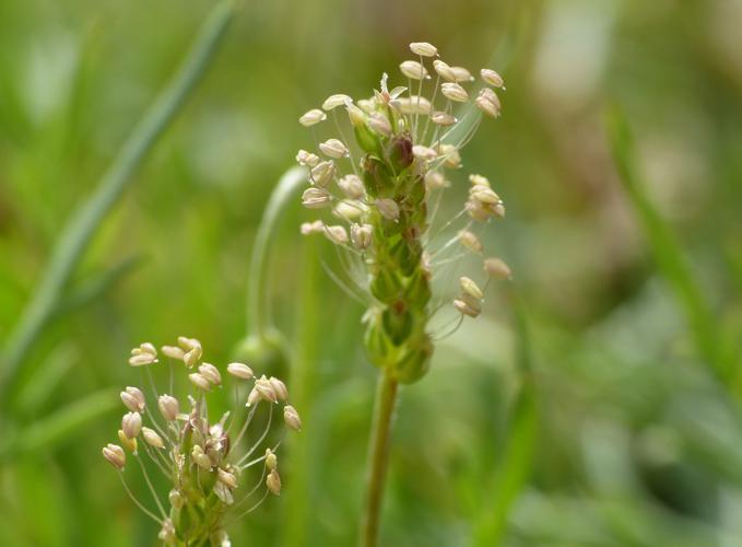 Plantain corne-de-cerf (Plantago coronopus) © Morvan Debroize