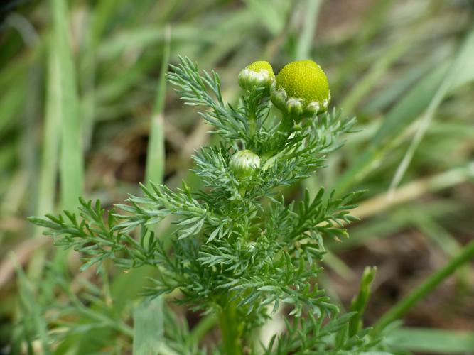 Matricaire fausse-camomille (Matricaria discoidea) © Morvan Debroize