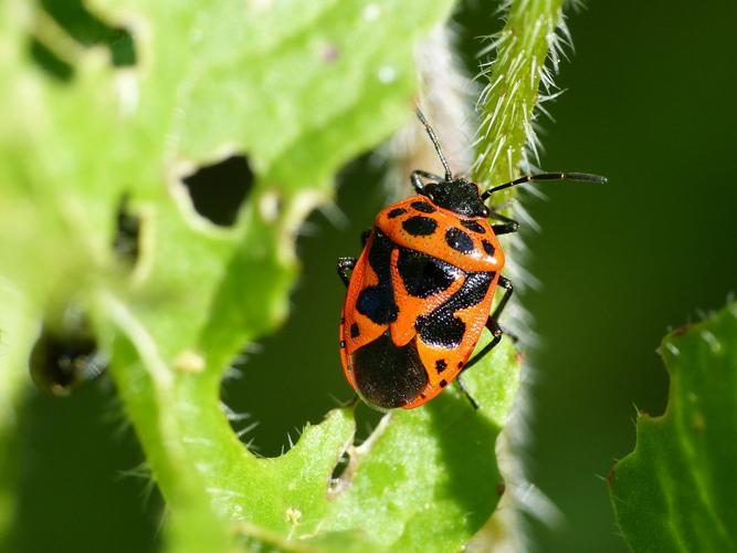 Eurydema dominulus © Morvan Debroize