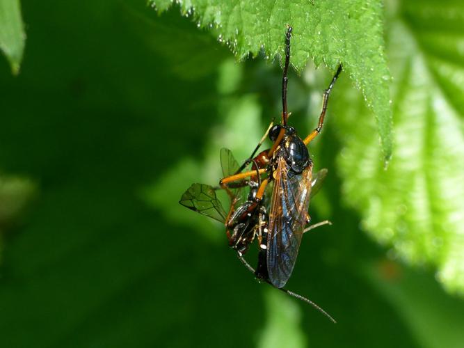 Molobratia teutonus et sa proie © Morvan Debroize