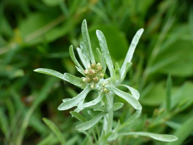 Gnaphale des lieux humides (Gnaphalium uliginosum) © Morvan Debroize