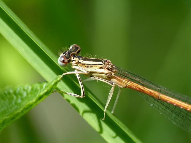 Agrion orangé (Platycnemis acutipennis) © Morvan Debroize