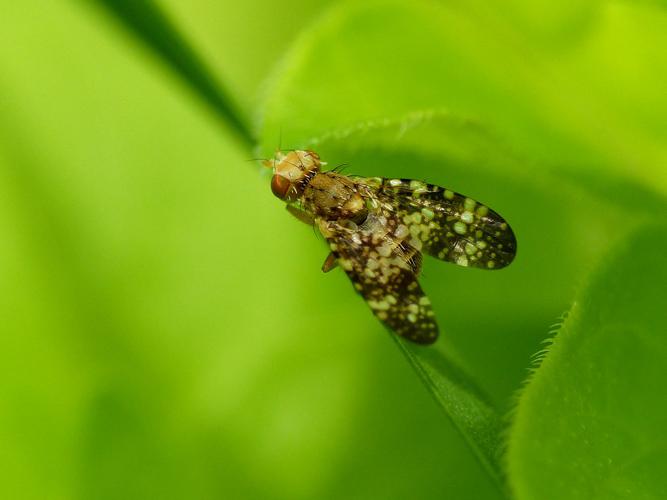 Oxyne des Achillées (Oxyna flavipennis) © Morvan Debroize