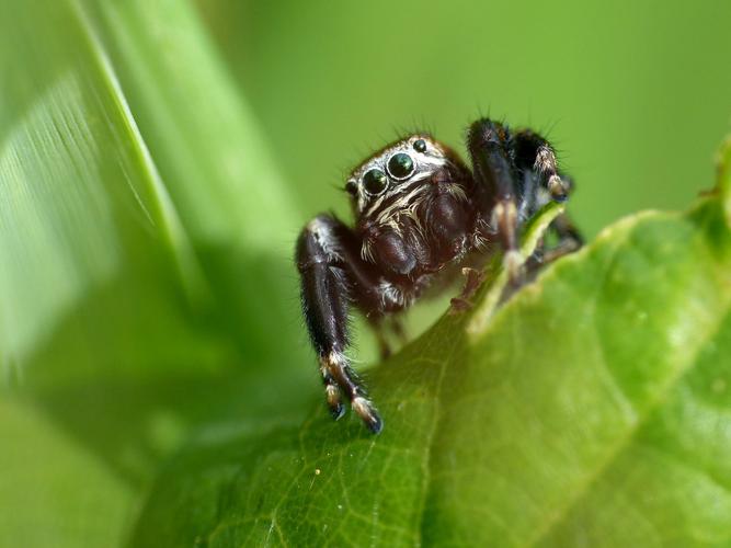 Evarcha arcuata © Morvan Debroize