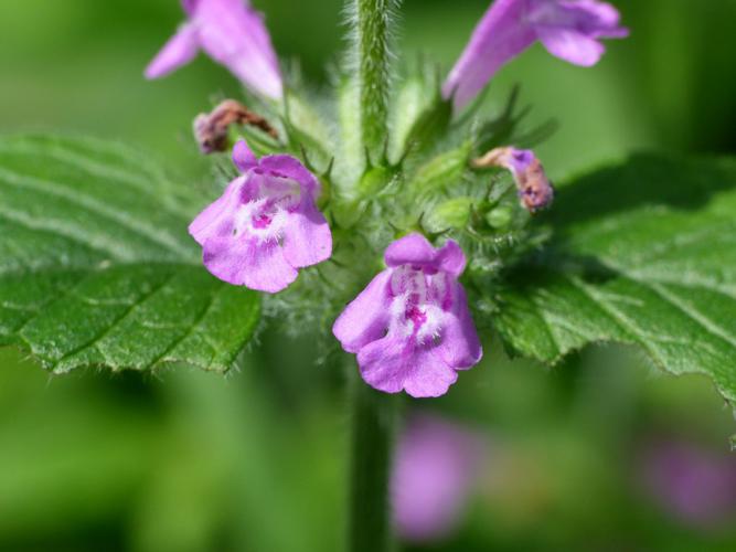 Sariette commune (Clinopodium vulgare), fleurs © Morvan Debroize